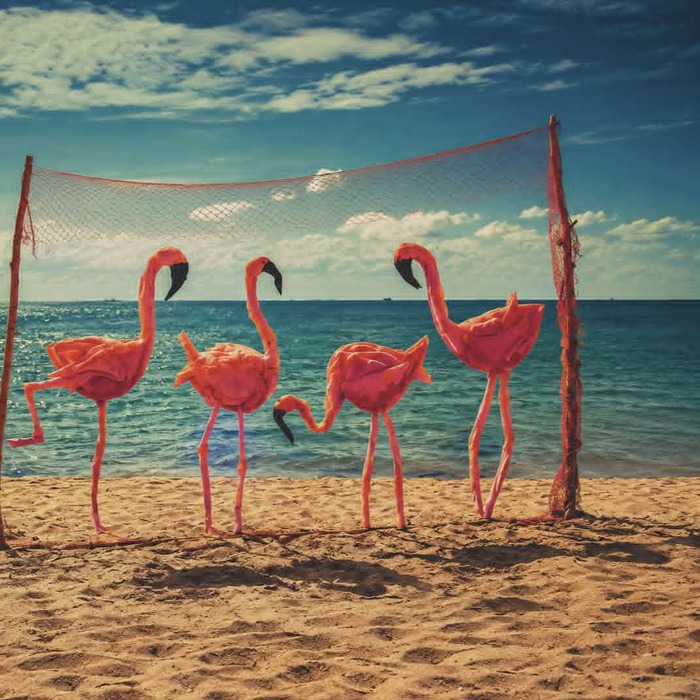 flamingo_700x700_crop_478b24840a